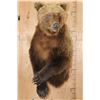 Image 2 : Big Half-body GRIZZLY BEAR with All its Long Claws