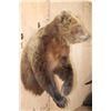 Image 3 : Big Half-body GRIZZLY BEAR with All its Long Claws