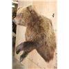 Image 4 : Big Half-body GRIZZLY BEAR with All its Long Claws