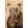 Image 5 : Big Half-body GRIZZLY BEAR with All its Long Claws