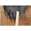 Image 7 : Big Half-body GRIZZLY BEAR with All its Long Claws