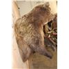 Image 8 : Big Half-body GRIZZLY BEAR with All its Long Claws
