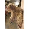 Image 9 : Big Half-body GRIZZLY BEAR with All its Long Claws