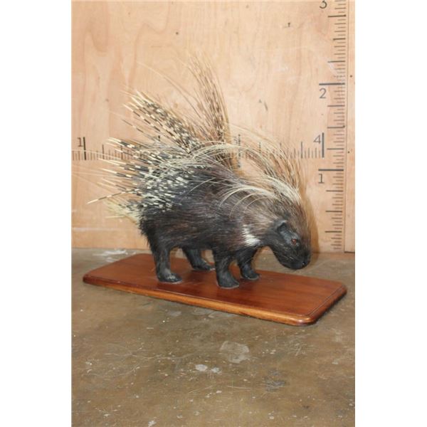 Life-sized AFRICAN PORCUPINE on a Wood Plaque Base