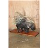 Image 1 : Life-sized AFRICAN PORCUPINE on a Wood Plaque Base