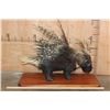 Image 2 : Life-sized AFRICAN PORCUPINE on a Wood Plaque Base