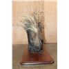 Image 5 : Life-sized AFRICAN PORCUPINE on a Wood Plaque Base