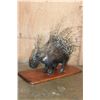 Image 6 : Life-sized AFRICAN PORCUPINE on a Wood Plaque Base