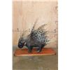 Image 7 : Life-sized AFRICAN PORCUPINE on a Wood Plaque Base