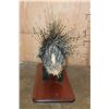 Image 8 : Life-sized AFRICAN PORCUPINE on a Wood Plaque Base