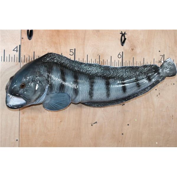 Big Reproduction ATLANTIC WOLFFISH Mount