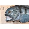 Image 4 : Big Reproduction ATLANTIC WOLFFISH Mount
