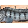 Image 5 : Big Reproduction ATLANTIC WOLFFISH Mount