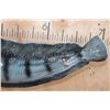 Image 6 : Big Reproduction ATLANTIC WOLFFISH Mount