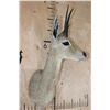 Image 3 : XXL VAAL RHEBUCK Shoulder Mount