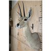 Image 4 : XXL VAAL RHEBUCK Shoulder Mount
