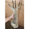 Image 6 : XXL VAAL RHEBUCK Shoulder Mount
