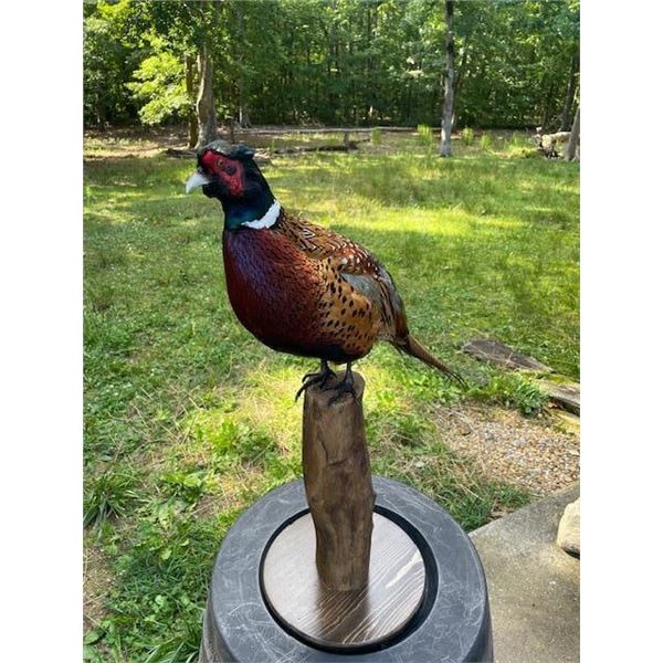 RING-NECKED PHEASANT Mounted on a Wood Post Base