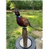 Image 1 : RING-NECKED PHEASANT Mounted on a Wood Post Base