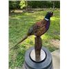 Image 3 : RING-NECKED PHEASANT Mounted on a Wood Post Base