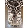 Image 3 : ZEBRA Hide Rug with Leather Piping and Carpet Backing