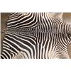 Image 4 : ZEBRA Hide Rug with Leather Piping and Carpet Backing