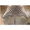 Image 5 : ZEBRA Hide Rug with Leather Piping and Carpet Backing