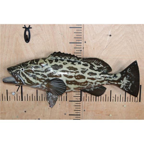 Reproduction GAG GROUPER or VELVET ROCKFISH Mount