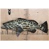 Image 1 : Reproduction GAG GROUPER or VELVET ROCKFISH Mount