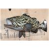 Image 2 : Reproduction GAG GROUPER or VELVET ROCKFISH Mount