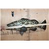 Image 4 : Reproduction GAG GROUPER or VELVET ROCKFISH Mount