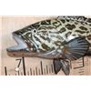 Image 5 : Reproduction GAG GROUPER or VELVET ROCKFISH Mount