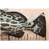 Image 6 : Reproduction GAG GROUPER or VELVET ROCKFISH Mount