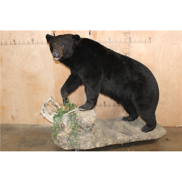 XXL Life-sized BLACK BEAR on a Decorative Rock Base with Wheels