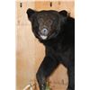Image 3 : XXL Life-sized BLACK BEAR on a Decorative Rock Base with Wheels