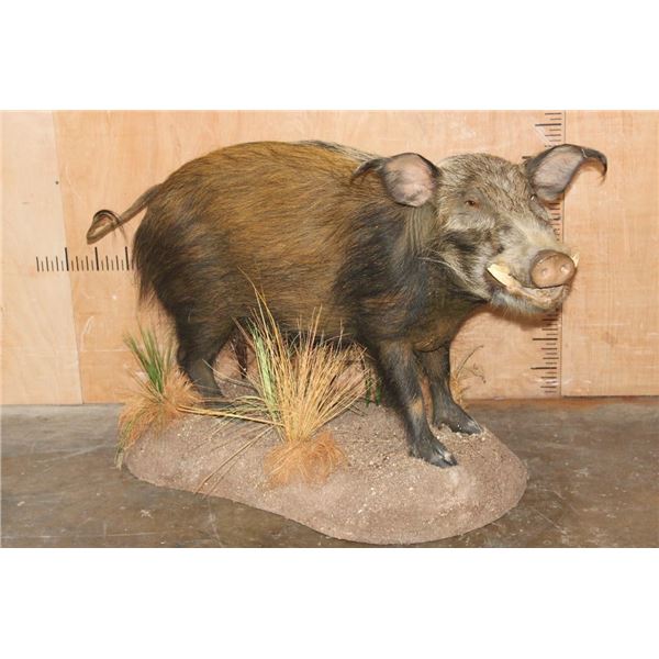 Life-sized AFRICAN BUSH PIG on a Natural Base