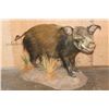 Image 1 : Life-sized AFRICAN BUSH PIG on a Natural Base