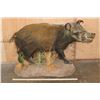 Image 2 : Life-sized AFRICAN BUSH PIG on a Natural Base