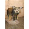 Image 3 : Life-sized AFRICAN BUSH PIG on a Natural Base