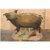 Image 5 : Life-sized AFRICAN BUSH PIG on a Natural Base