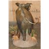 Image 6 : Life-sized AFRICAN BUSH PIG on a Natural Base