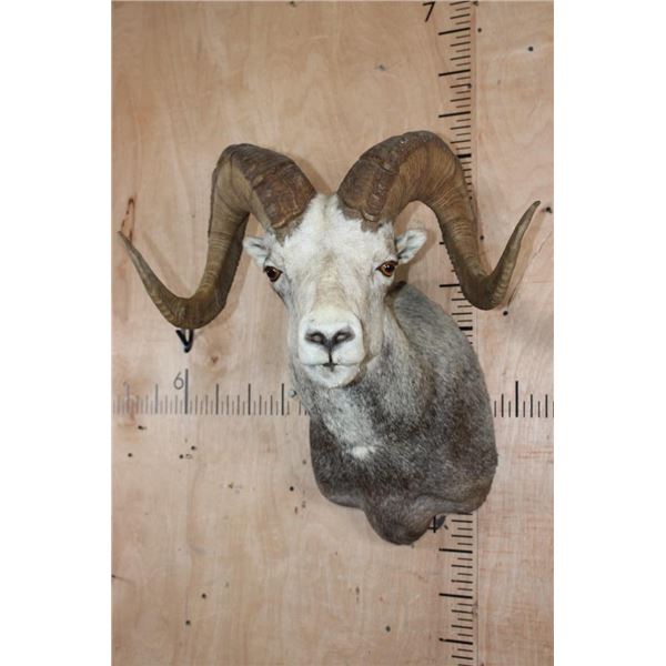 Big FANNIN SHEEP Ram Shoulder Mount