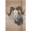 Image 1 : Big FANNIN SHEEP Ram Shoulder Mount