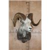Image 2 : Big FANNIN SHEEP Ram Shoulder Mount