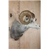 Image 3 : Big FANNIN SHEEP Ram Shoulder Mount