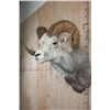 Image 4 : Big FANNIN SHEEP Ram Shoulder Mount