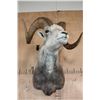 Image 5 : Big FANNIN SHEEP Ram Shoulder Mount