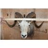Image 6 : Big FANNIN SHEEP Ram Shoulder Mount