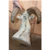 Image 7 : Big FANNIN SHEEP Ram Shoulder Mount