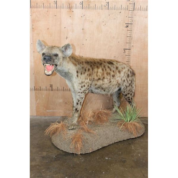 Life-sized SPOTTED HYENA on a Decorative Base with Wheels
